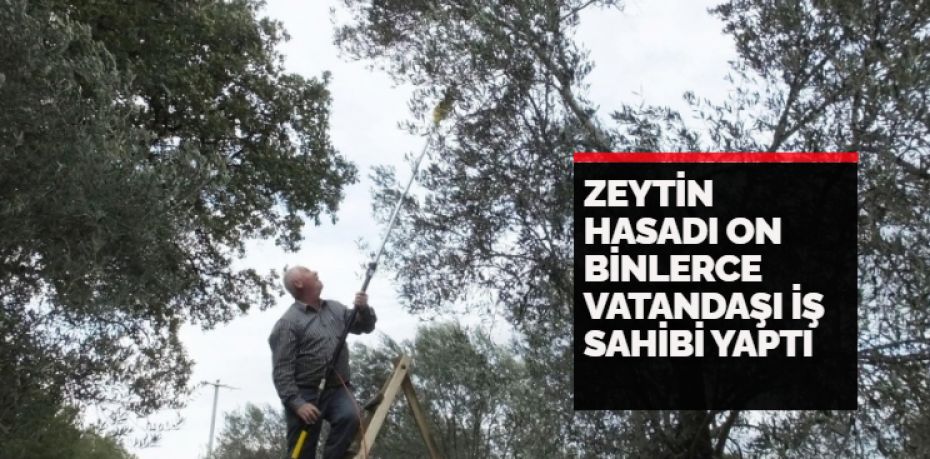 Türkiye’nin önemli zeytin üretim