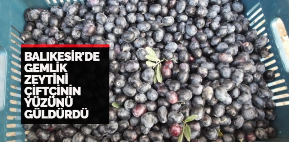 Burhaniye ilçesinde, zeytin hasadı