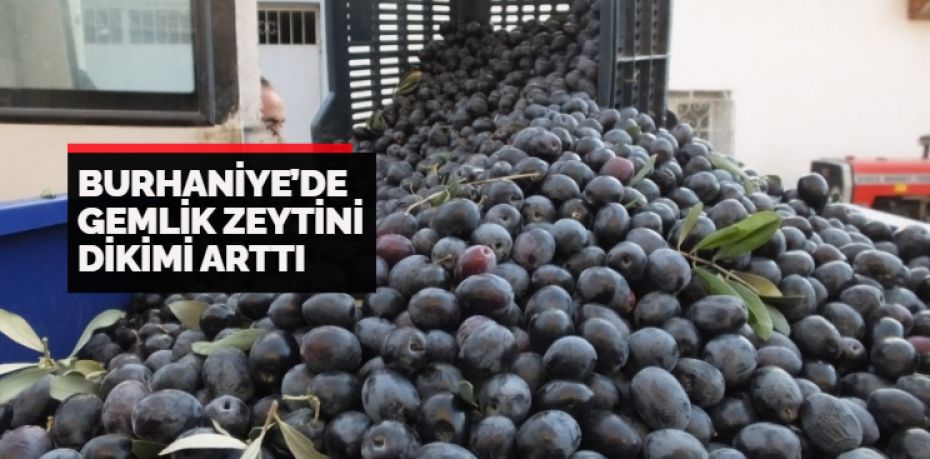 Türkiye’nin önemli zeytin üretim