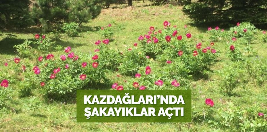 Kazdağları’nda yazın habercisi olarak