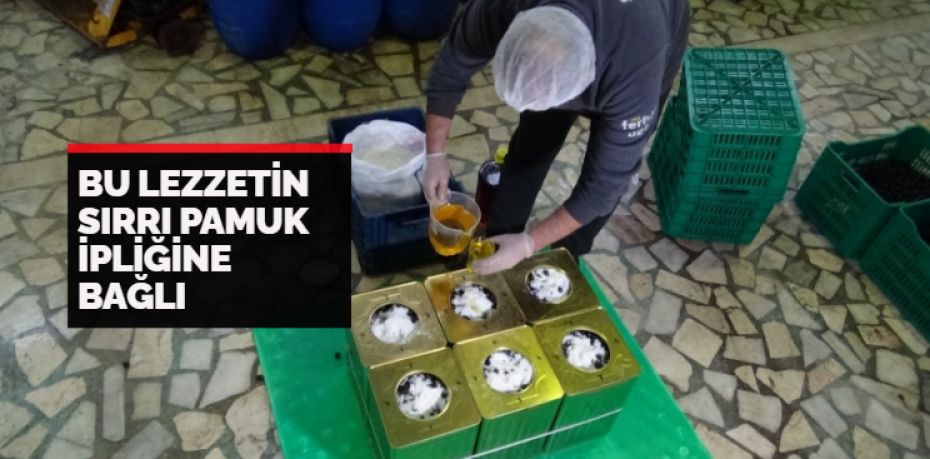 Balıkesir’in Edremit ilçesinde zeytin