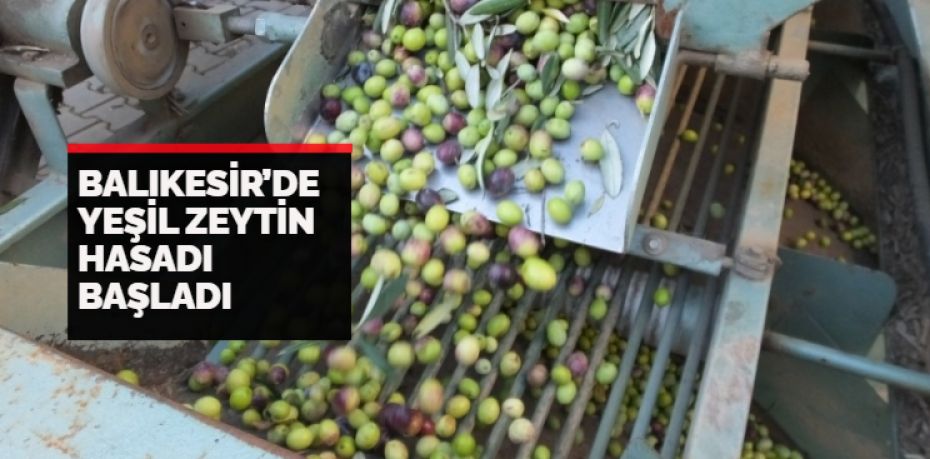 Türkiye’nin en önemli zeytin