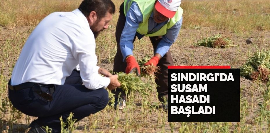 Balıkesir’in Sındırgı ilçesinde susam