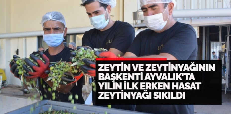 Dünya’nın en kaliteli zeytininin