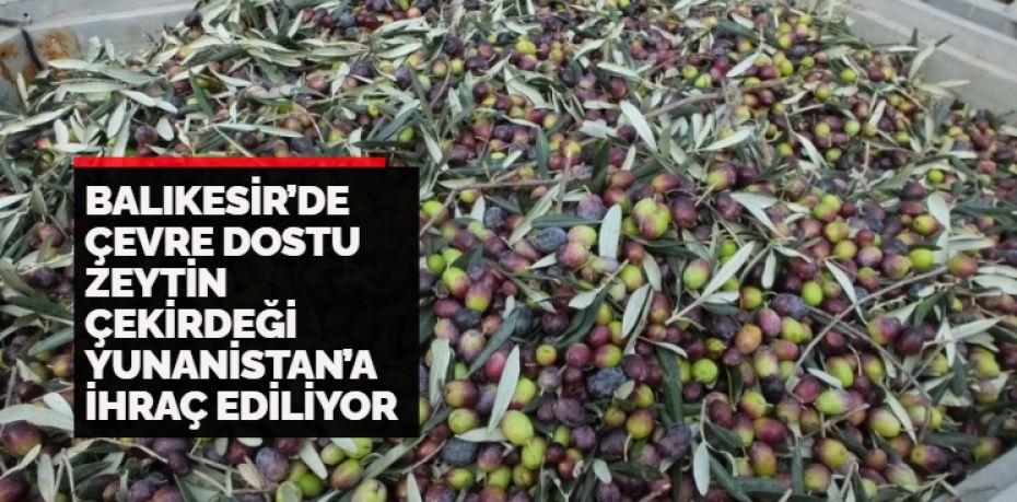 Burhaniye ilçesinde, zeytin çekirdeği,