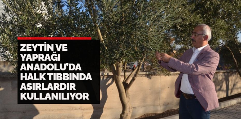 Dünya Zeytin Günü vesilesiyle