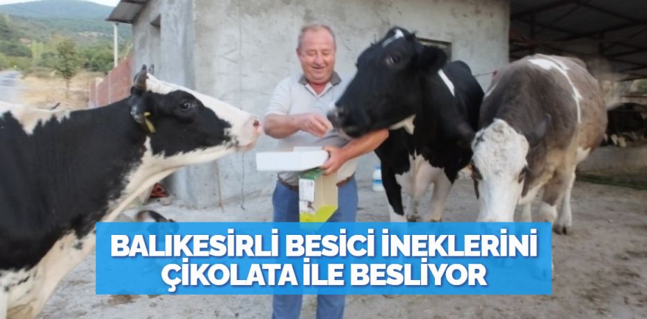 Burhaniye ilçesinde, inek besiciliği