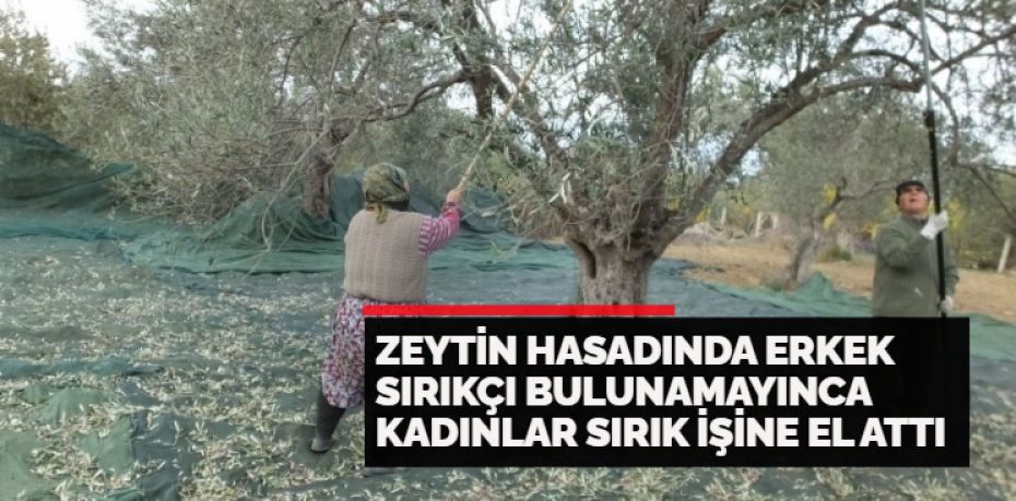 Türkiye’nin önemli zeytin üretim