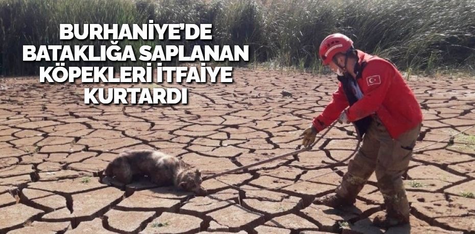 Burhaniye ilçesinde, bataklığa saplanan