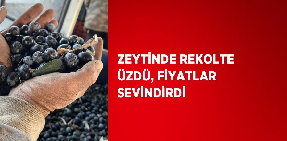 Manisa’nın Salihli ilçesinde zeytin