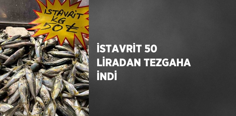 Düzce’de istavrit kilosu 50