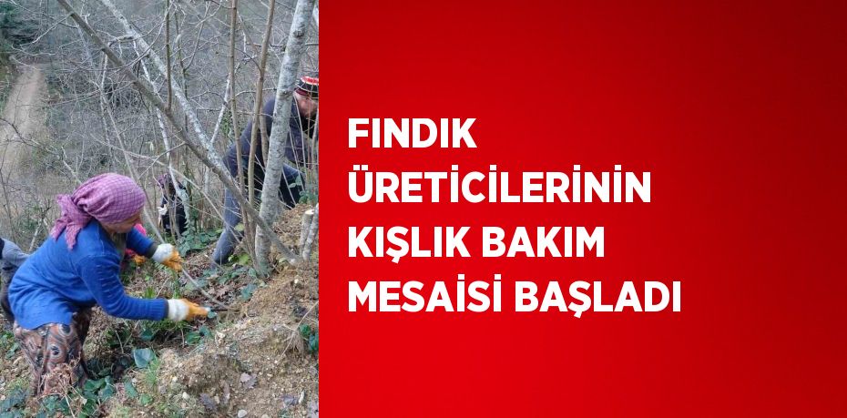 Ordu’da fındık üreticileri, güneşli