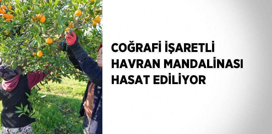 Bu yıl coğrafi işaret