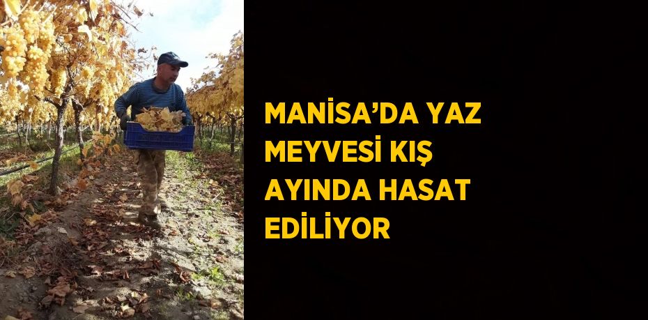 Manisa’nın Sarıgöl ilçesinde örtü