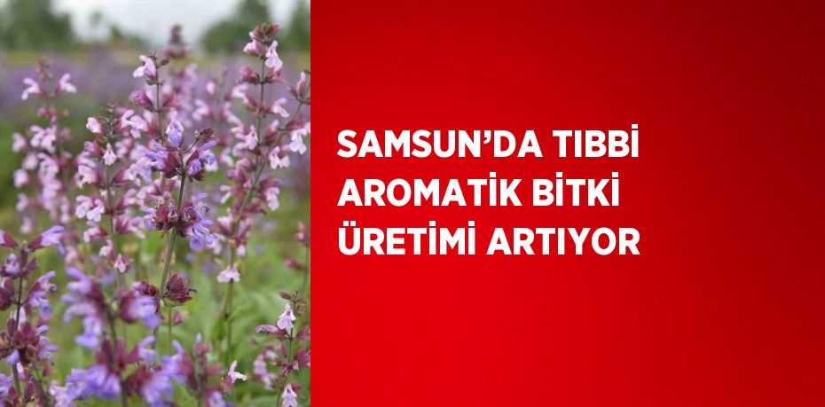 Samsun’da tıbbi aromatik bitki