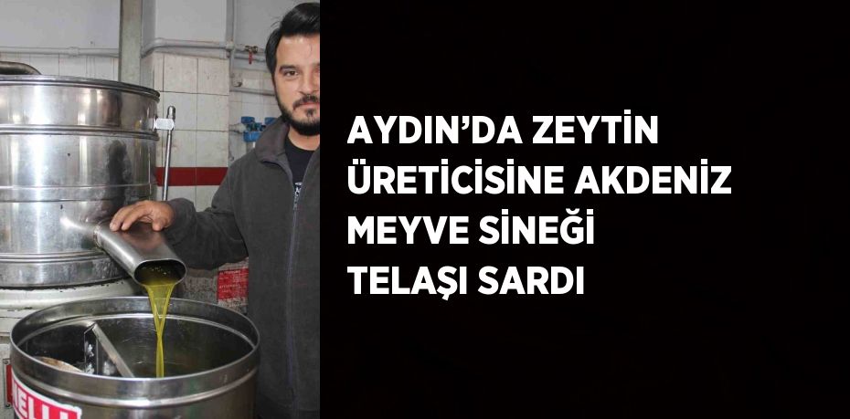 Türkiye’nin en fazla zeytin