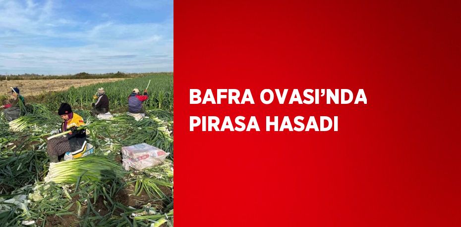 Samsun’un Bafra Ovası’nda başlayan