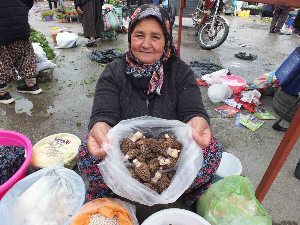 Burhaniye ilçesinde, bahar yağışları ile birlikte Madra Dağında çıkmaya başlayan