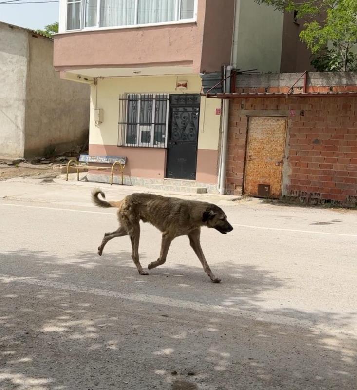 Balıkesir’in köyleri Bursa’nın köpek