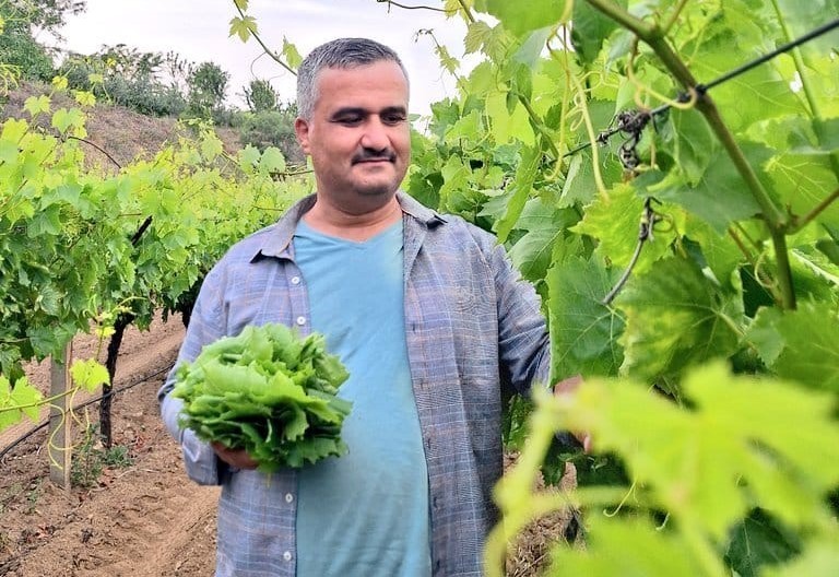 Bir zamanlar bağları aralamak