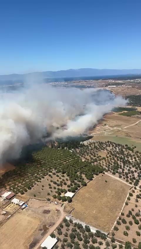 Balıkesir’in Ayvalık ilçesinde çöplükte