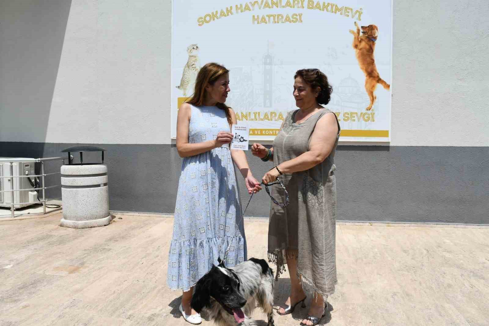 Şiddet gören sokak köpeğini