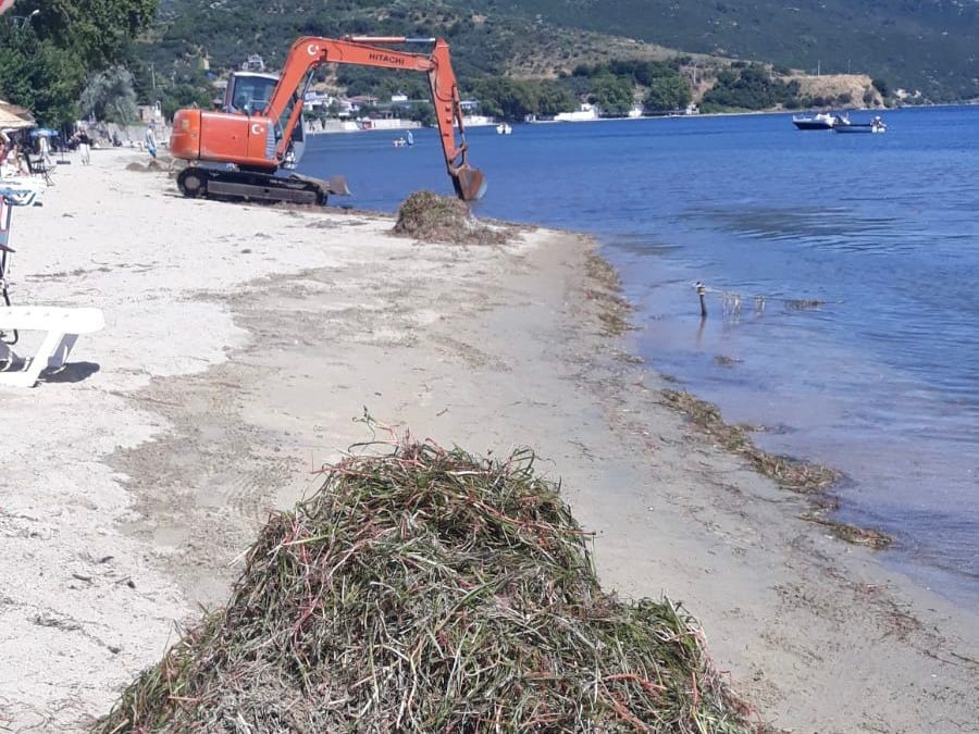 Balıkesir Valiliği deniz çayırlarının sökülmesi olayı ile ilgili soruşturma başlattı