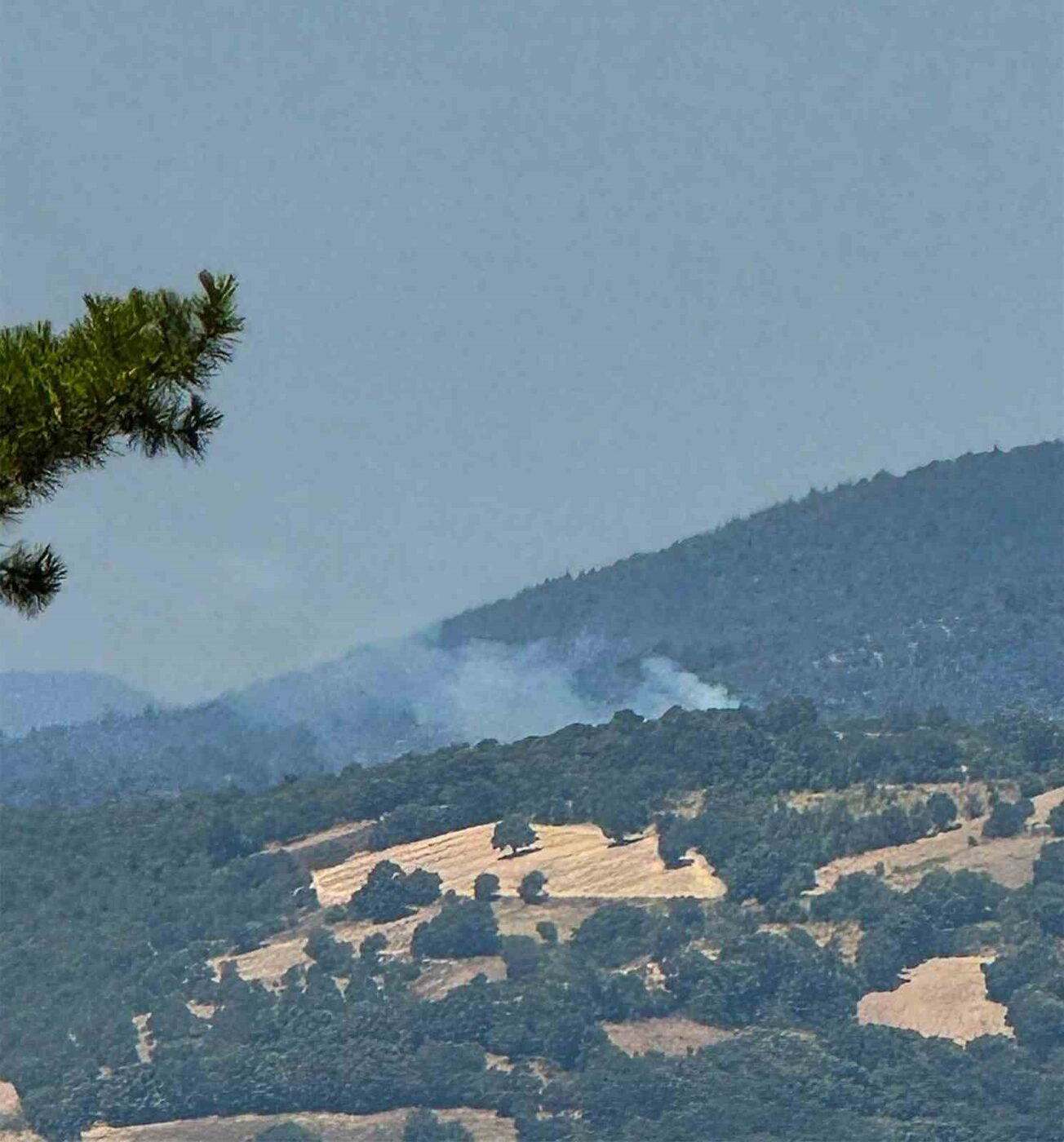 Balıkesir’in Dursunbey ilçesinde arazide