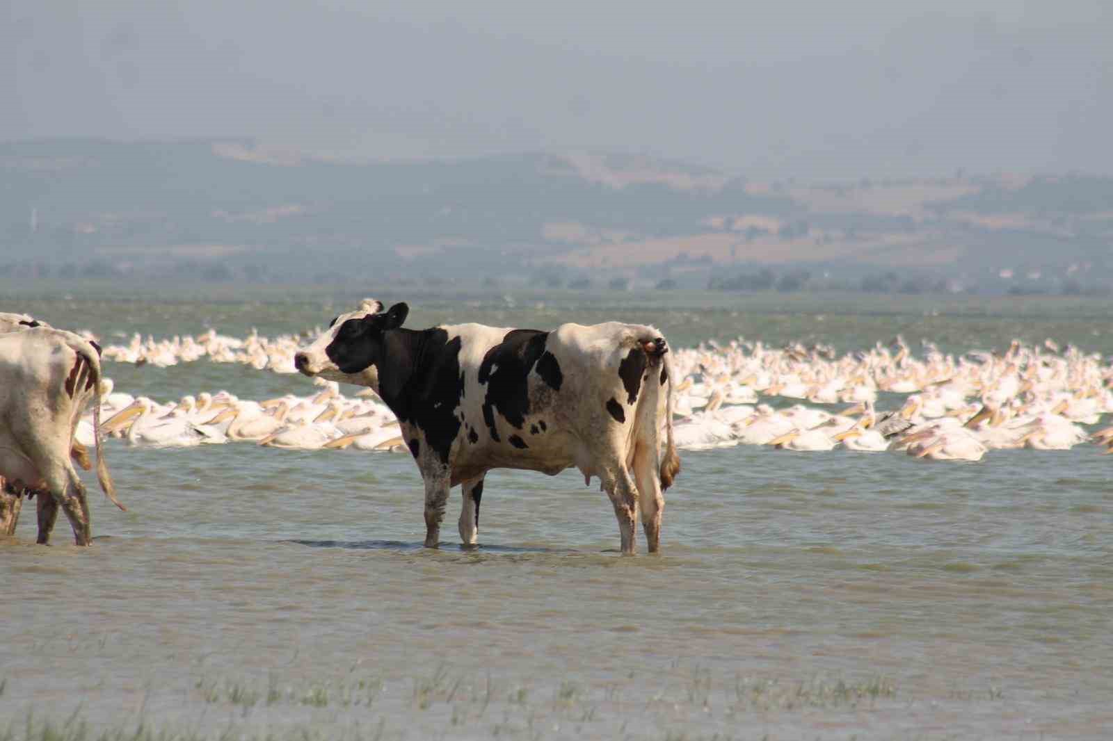 Süt inekleri Manyas Gölü’ne girip serinliyor