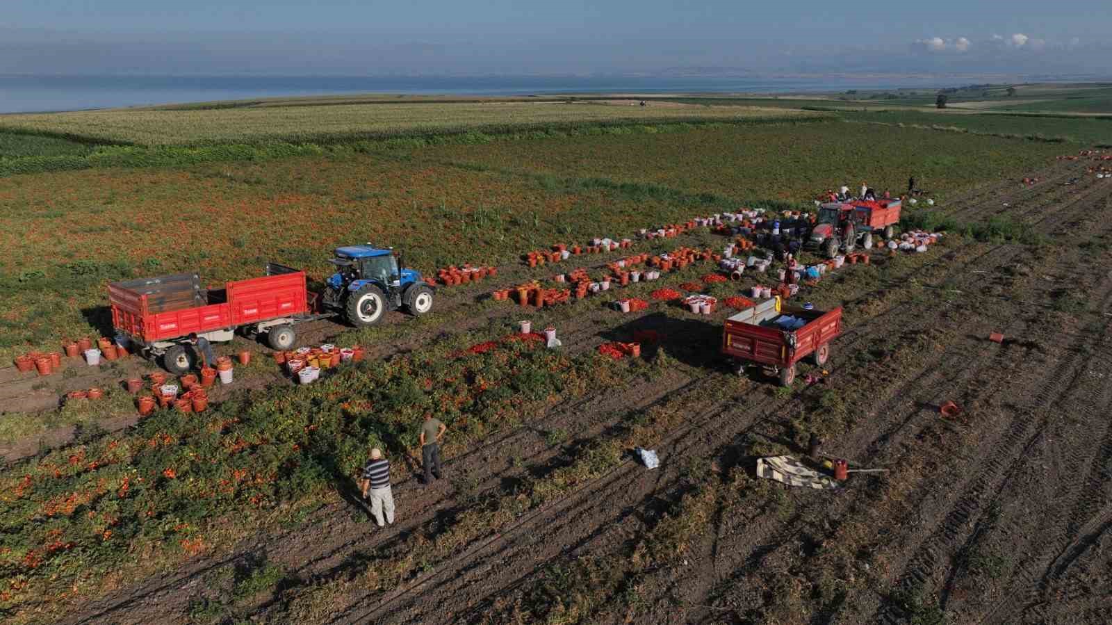 Balıkesir Büyükşehir Belediyesi’nin tarımsal sulama desteğiyle ilk hasat yapıldı