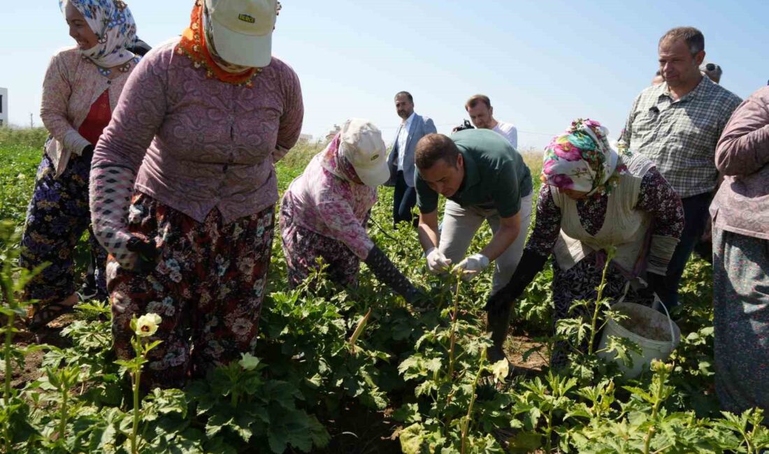 Türkiye’nin önemli bamya üretim