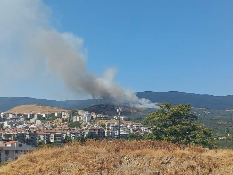 Balıkesir’in Erdek ilçesinde ormanlık