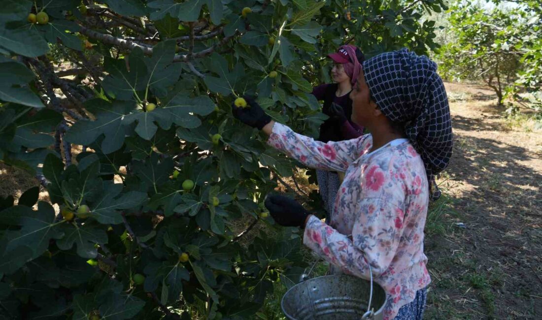 Balıkesir’in Havran ilçesinde yaş