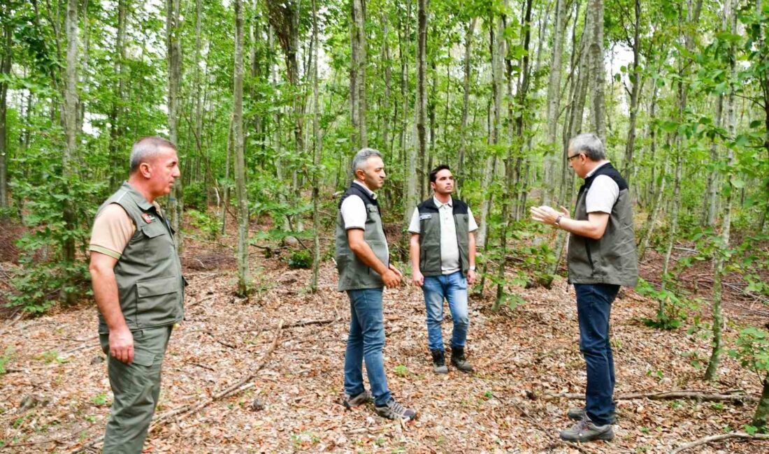 Balıkesir’de bulunan kayın ormanları,