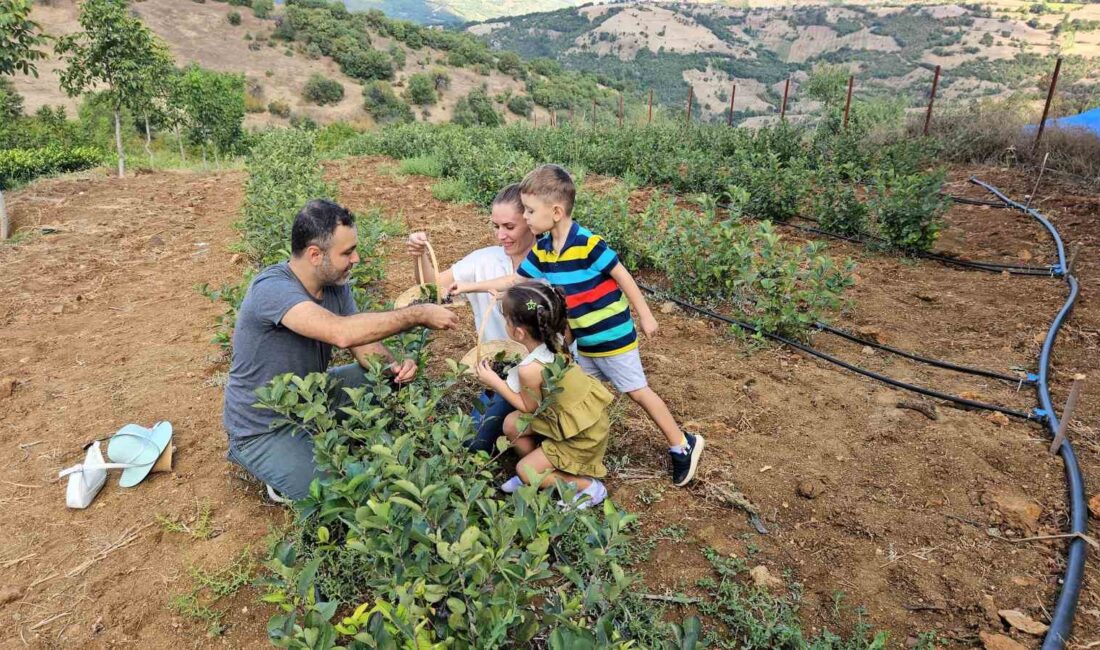 Balıkesir’in Sındırgı ilçesinin Çıkrıkçı