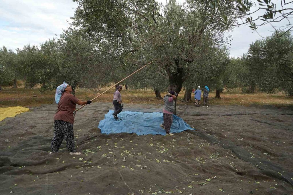 Türkiye’nin önemli zeytin ve