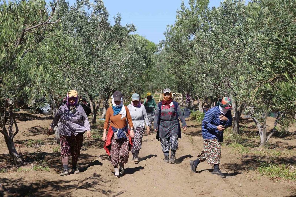 Ayvalık’ta dua ve hayır yemekleriyle ilk hasat