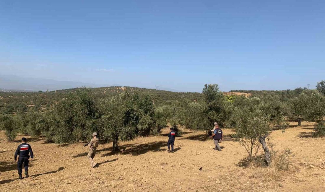 Türkiye’nin önemli zeytin üretim