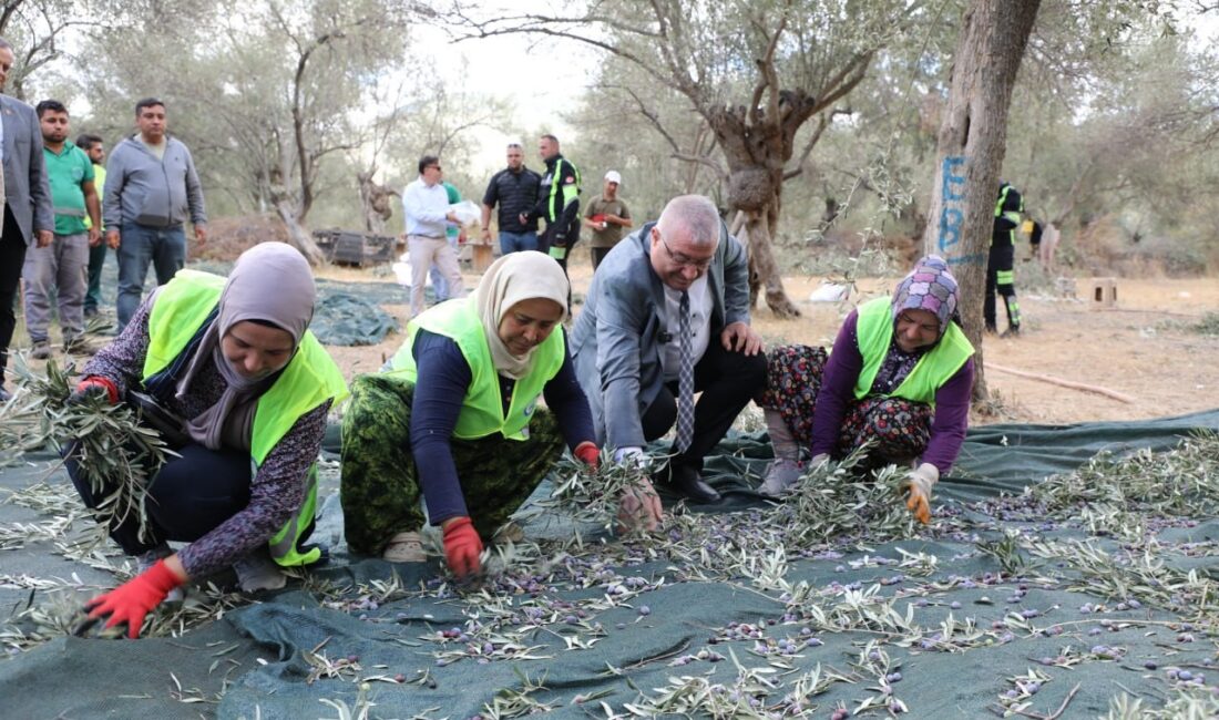 Türkiye’nin en önemli zeytin