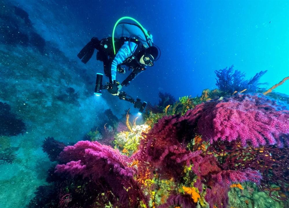 Milli Sporcu Şahika Ercümen, Ayvalık’ta dalış yaparak kırmızı mercanları tanıtacak