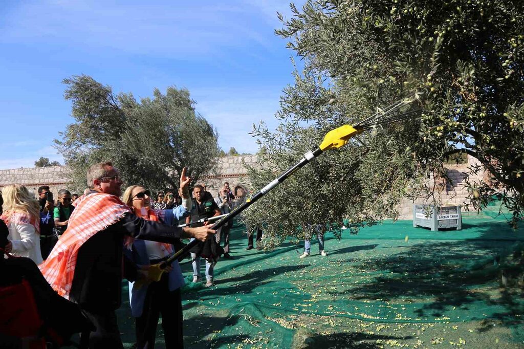 19. Ayvalık Uluslararası Zeytin Hasat Festivali’nde ilk hasat