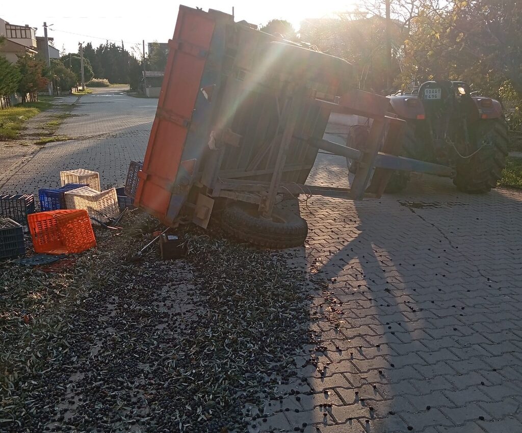 Balıkesir’in Erdek ilçesinde zeytin