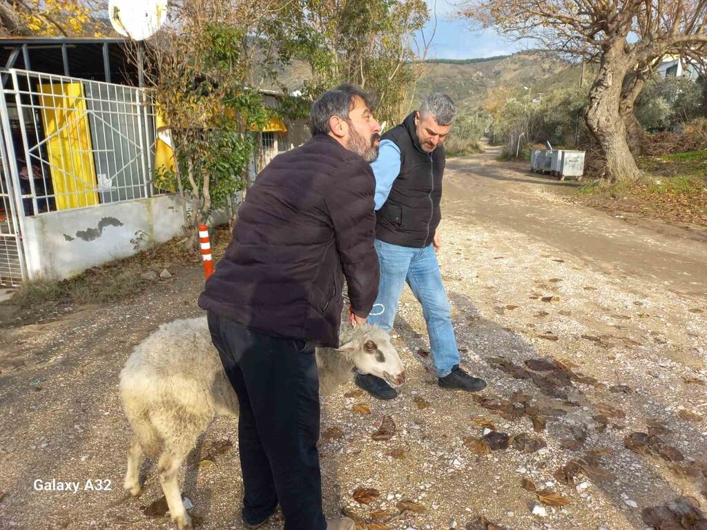 Balıkesir’de kayalıklarda mahsur kalan