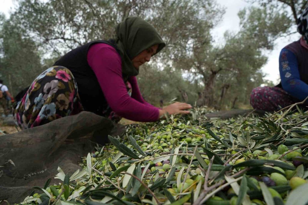 Türkiye’nin önemli zeytin üretim