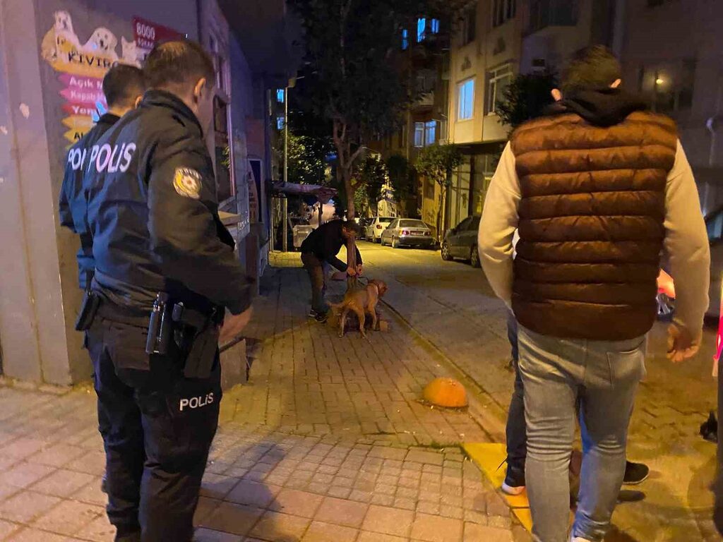 Balıkesir’in Bandırma ilçesinde, sahibinin elinden kurtulan pitbull sokak köpeğine saldırdı