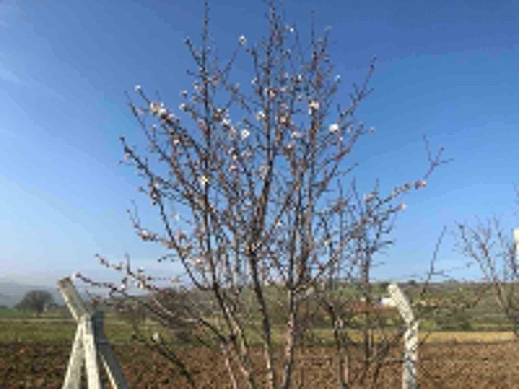 Balıkesir’de ocak ayı mevsim normallerinin üstüne ulaşan hava sıcaklığı nedeniyle