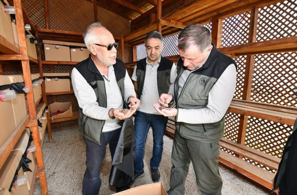 Balıkesir’in Bandırma ilçesinde Kestane Gal Arısı’na karşı sürdürülen biyolojik mücadele