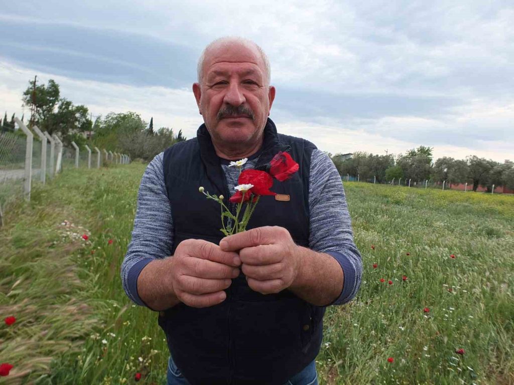 Burhaniye ilçesinde, baharın gelmesi ile birlikte kırlar yeşillenirken, bazı yerlerde
