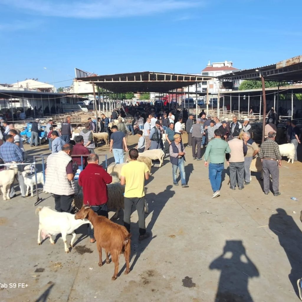 Balıkesir’in Havran ilçesinde, yaklaşan Kurban Bayramı öncesi canlı hayvan pazarında
