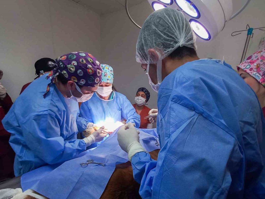 Kastamonu Üniversitesi Veteriner Fakültesi Hayvan Hastanesi’nde 2025 yılının ilk 5